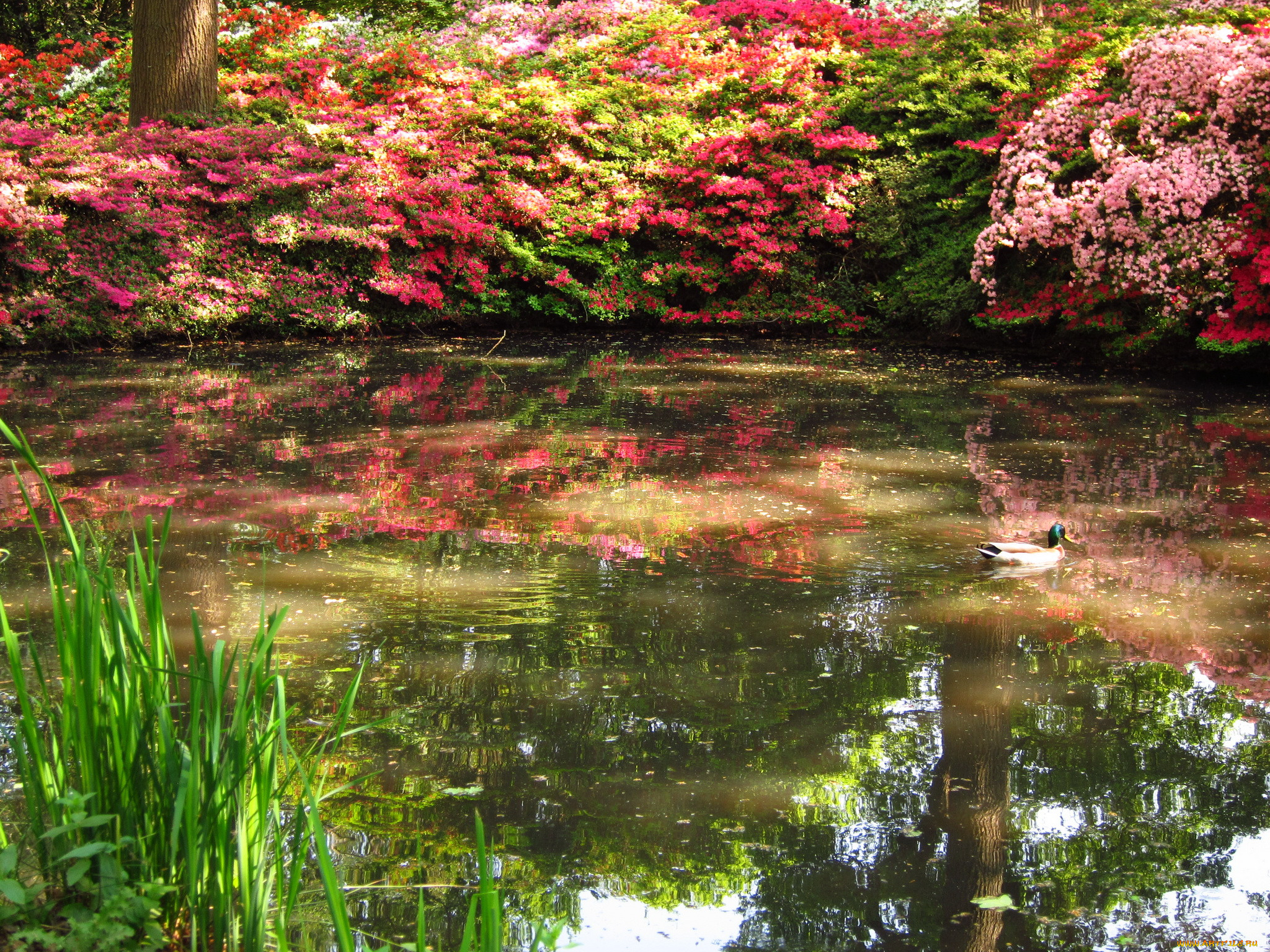 azalea, garden, richmond, england, , , , 